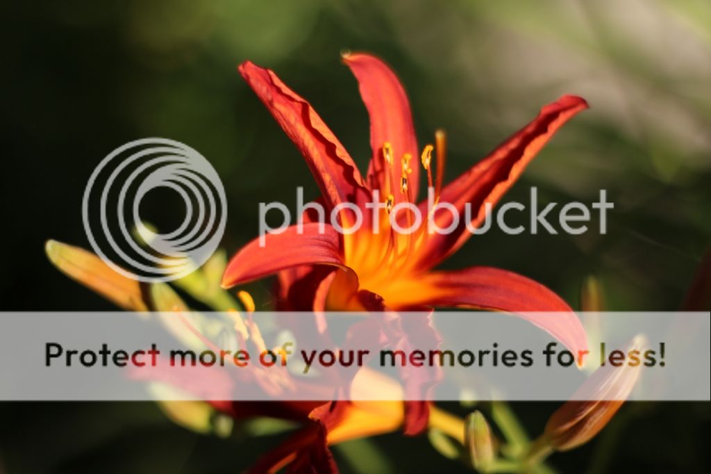 IMAGE: http://i1324.photobucket.com/albums/u601/brandy3392/EOSM-0036_zpsf6b39342.jpg