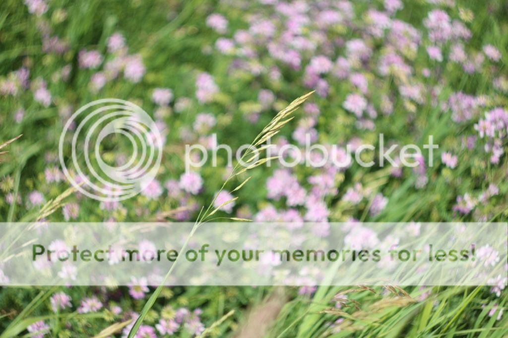 IMAGE: http://i1324.photobucket.com/albums/u601/brandy3392/T4i-0056_zps624797de.jpg