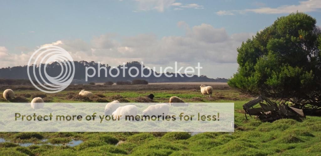 Mission Ranch photo BeachWalkDecember142014114_zps5ba4283d.jpg